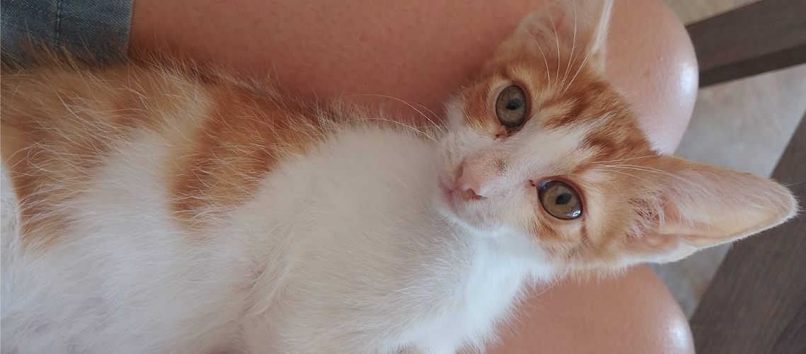 Voluntariat amb gats 16/11