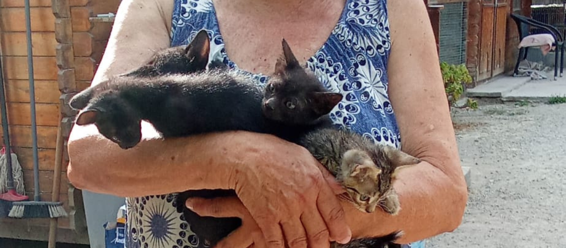 Voluntariat amb gats 23/11