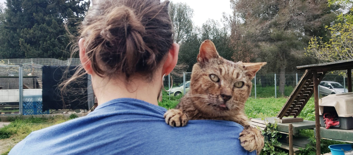 Voluntariat amb gats 9/11