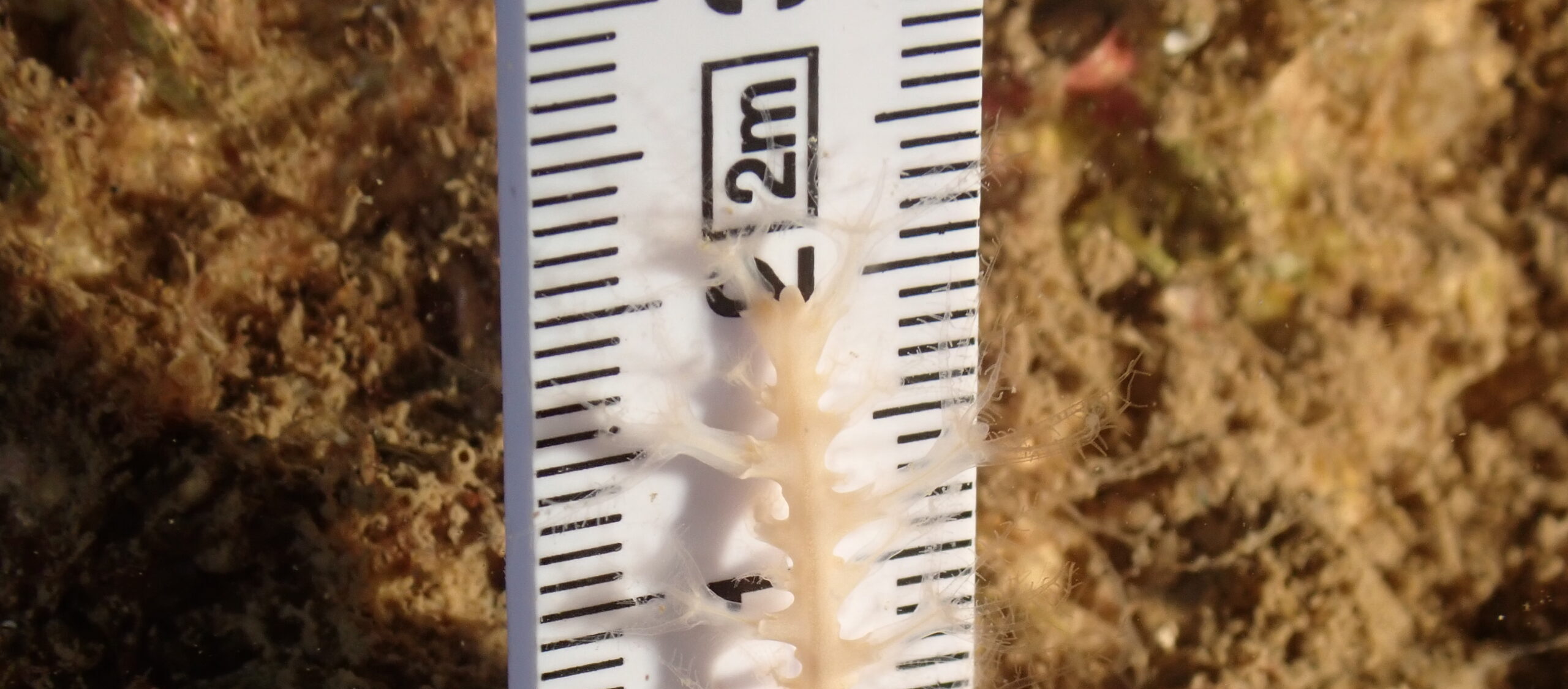 Projecte ReCoralitza’t – BioEscola Marina