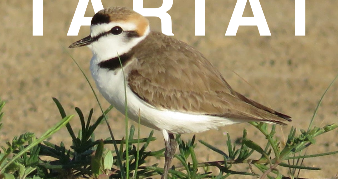 Seguiment i protecció del corriol camanegre