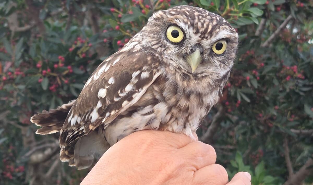Grup Ecologista del Vendrell i Baix Penedès. GEVEN